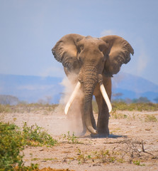 old elephant, amboseli national park, kenya