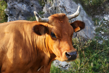 Poster - portrait de tarine