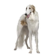 Russian Wolfhound (15 Months) In Front Of A White Background