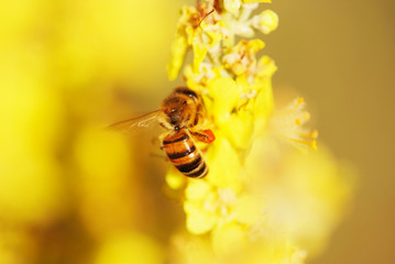 Bee and yellow melilot, sweet clover