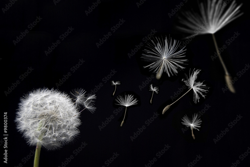 A danelion with seed pods floating away in a breeze - obrazy, fototapety, plakaty 