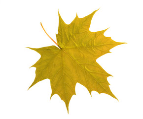 Poster - maple leaf isolated on white