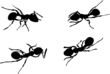 four ant silhouettes