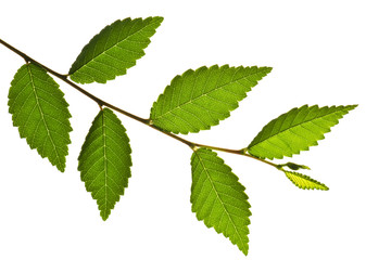 Wall Mural - Tree branch with green leaves isolated on white background