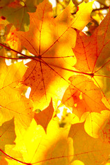 Wall Mural - beautiful autumn yellow maple leaves close-up