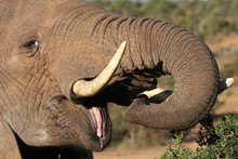 Large Male African Elephant With It's Pink Tongue Showing