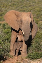 African Elephant Standing Over Her Cute One Day Old Baby