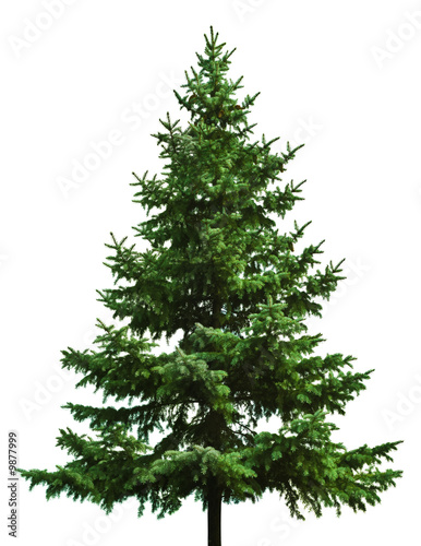 Fotografija The Bare Christmas tree ready to decorate