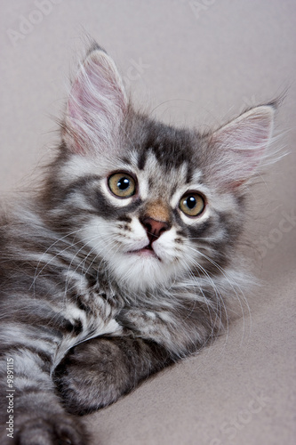 Fototapeta dla dzieci Siberian kitten on grey background