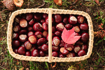 basket with (horse) chesnuts and a red maple leaf