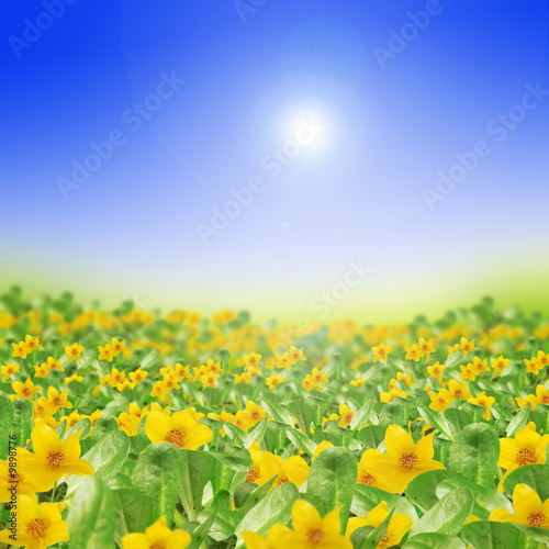 Foto-Schiebegardine Komplettsystem - spring meadow full of yellow flowers (von Monika 3 Steps Ahead)