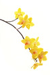 branch of yellow orchids isolated on white