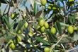 Olive 2
