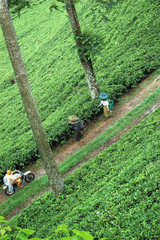 Wall Mural - tea plantation