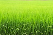 Lush Green Paddy of Basmati Rice