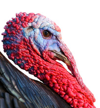 Portrait Of A Turkey A Over White Background