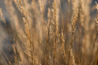 © Bettina Eder - Nahaufnahme Herbstgräser