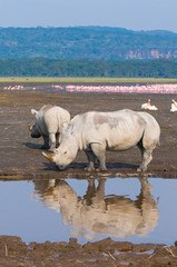 Wall Mural - rhinos in lake nakuru national park, kenya