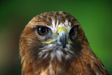 Red-tailed hawk