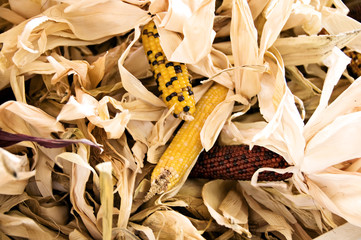 3 Ears of Indian Corn laying on top of a fall table display