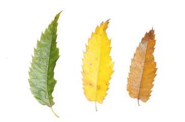 Three sweet chetnut leaves at different stages of Autumn color