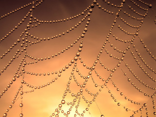 Wall Mural - close up of a spider web with dew drops