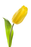 Fototapeta Tulipany - yellow tulip with water drops