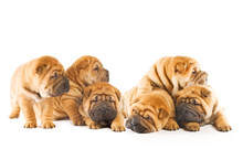 Group Of Beautiful Sharpei Puppies Isolated On White Background