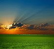 canvas print picture Sunrise on field. An image of green field.