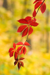 Wall Mural - Virginia creeper - red autumn leaves on yellow.