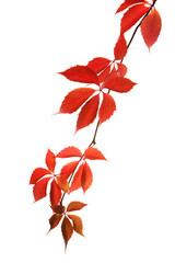 Wall Mural - Virginia creeper - autumn leaves on white background