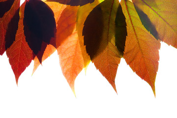 Wall Mural - Autumn colorful leaves on white background