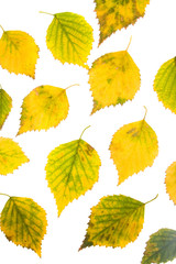 Wall Mural - Colorful background of autumn birch leaves