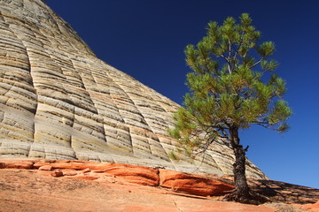 Checkerboard Mesa and Ponderosa Pine, Zion National Park