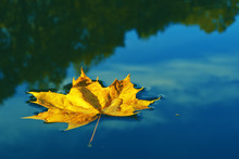 Single Leaf On Water Close Up