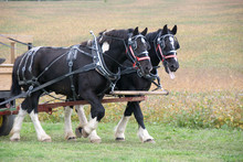 Draft Horses Pulling Cart