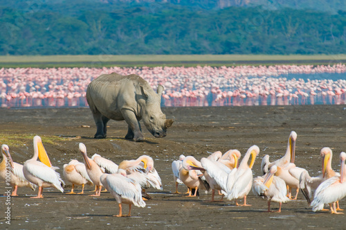 Fotografie, Obraz rhino in lake nakuru national park, kenya