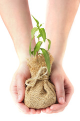 Wall Mural - hands holding young plant