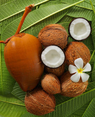 coconuts on green fresh leaves