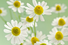 Camomile Flowers On A Delicate Green Background