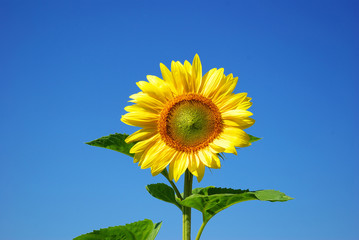 Wall Mural - sunflower