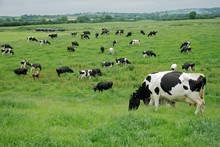 Friesian (Holstein) Dairy Cows Grazing On Lush Green Pasture