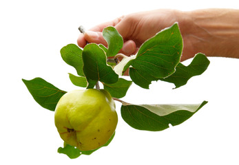 Wall Mural - Quince with leaves isolated on white.