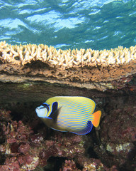 Emperor Angelfish under Table Coral