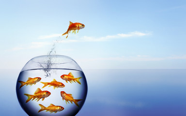 Poster - goldfish jumping out of the water from a  crowded bowl