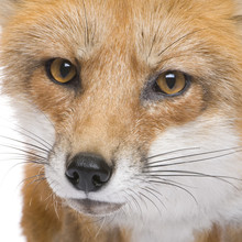 Red Fox - Vulpes Vulpes In Front Of A White Background