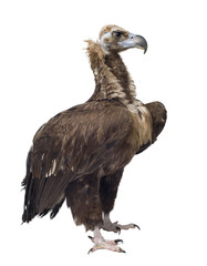 Eurasian Black Vulture in front of a white background