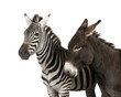 a Zebra and a donkey in front of a white background