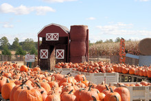 Rows Of Pumpkins,fields Of Corn,and Small Barn