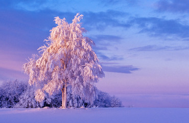 Snowy tree at dawn on the field